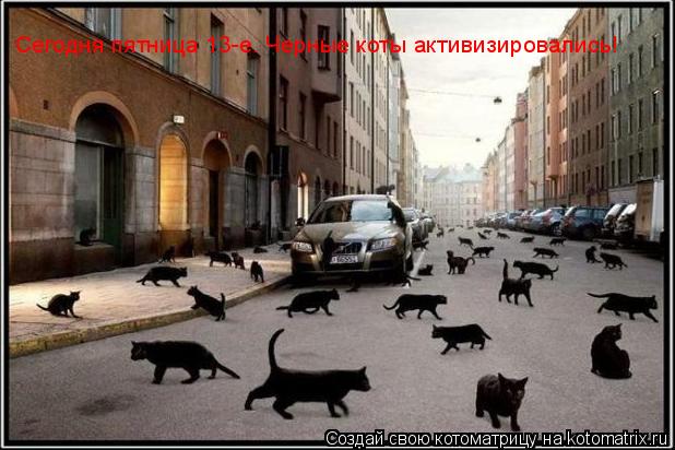 Котоматрица: Сегодня пятница 13-е. Черные коты активизировались!