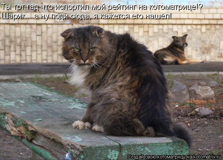 Котоматрица: Ты тот гад что испортил мой рейтинг на котоматрице!? Шарик... а ну поди сюда, я кажется его нашёл!
