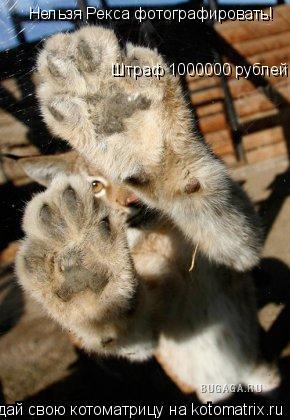 Нельзя Рекса фотографировать! Штраф 1000000 рублей!!!... Котоматрица: Нельзя Рекса фотографировать! Штраф 1000000 рублей!!!
