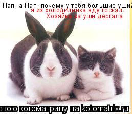 Котоматрица: Пап, а Пап, почему у тебя большие уши? я из холодилника еду тоскал. Хозяйка за уши дёргала