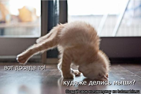Котоматрица: вот досада то! вот досада то! кудаже делись мыши?
