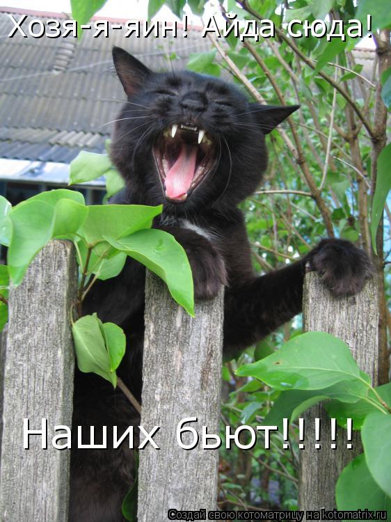 Котоматрица: Наших бьют!!!!! Хозя-я-яин! Айда сюда!