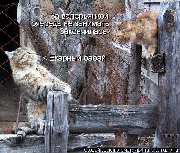 За валерьянкой очередь не занимать. Закончилась> < Екарный бабай... Котоматрица: За валерьянкой очередь не занимать. Закончилась> < Екарный бабай
