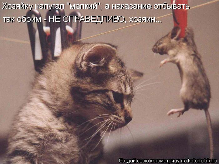 Котоматрица: Хозяйку напугал "мелкий", а наказание отбывать так обоим - НЕ СПРАВЕДЛИВО, хозяин...