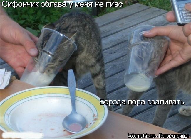 Котоматрица: Сифончик облава у меня не пиво  Сифончик облава у меня не пиво  Борода пора сваливать