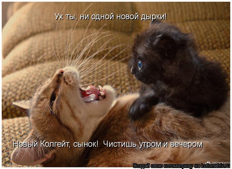 Котоматрица: Ух ты, ни одной новой дырки! Новый Колгейт, сынок!  Чистишь утром и вечером.