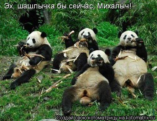 Котоматрица: Эх, шашлычка бы сейчас, Михалыч!