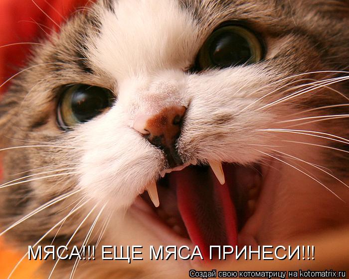 Котоматрица: МЯСА!!! ЕЩЕ МЯСА ПРИНЕСИ!!!