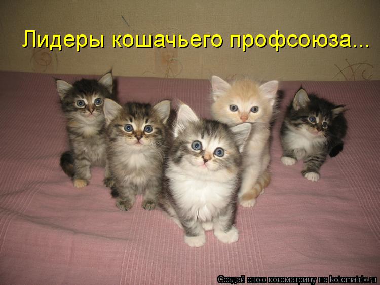 Лидеры кошачьего профсоюза...... Котоматрица: Лидеры кошачьего профсоюза...