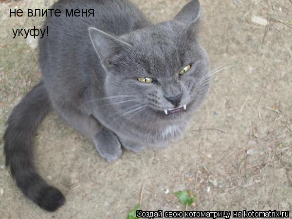 не влите меня укуфу!... Котоматрица: не влите меня укуфу!