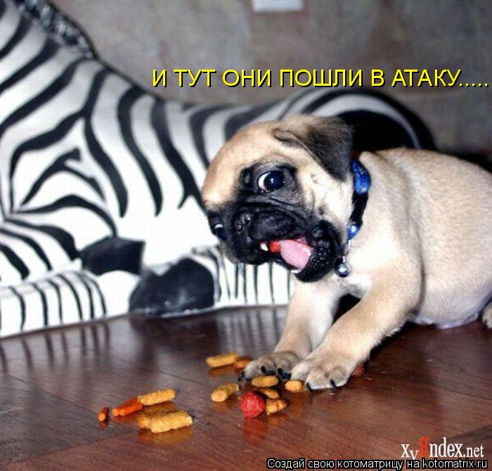 И ТУТ ОНИ ПОШЛИ В АТАКУ........ Котоматрица: И ТУТ ОНИ ПОШЛИ В АТАКУ.....