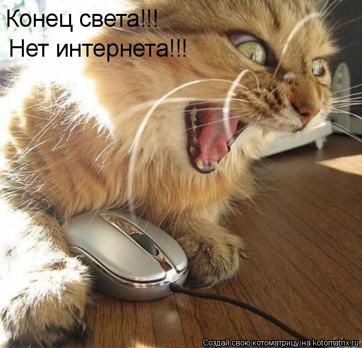 Конец света!!! Нет интернета!!!... Котоматрица: Конец света!!! Нет интернета!!!
