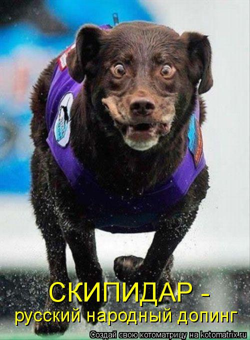 Котоматрица: русский народный допинг СКИПИДАР -