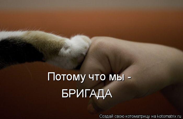Потому что мы - БРИГАДА... Котоматрица: Потому что мы - БРИГАДА