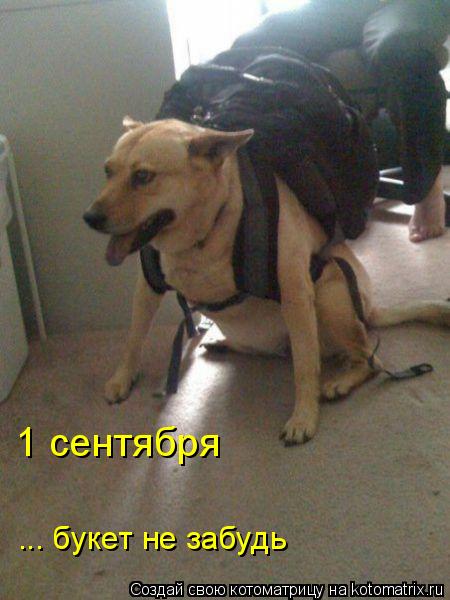 1 сентября ... букет не забудь... Котоматрица: 1 сентября ... букет не забудь
