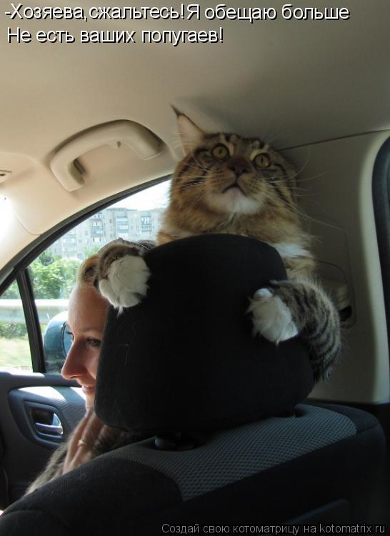 -Хозяева,сжальтесь! Я обещаю больше Не есть ваших попугаев!... Котоматрица: -Хозяева,сжальтесь! Я обещаю больше Не есть ваших попугаев!