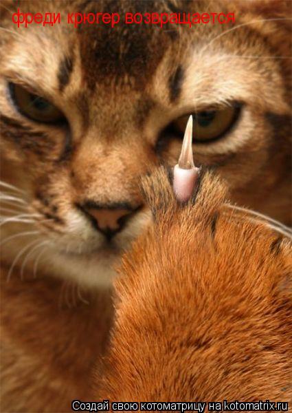 фреди крюгер возвращается... Котоматрица: фреди крюгер возвращается