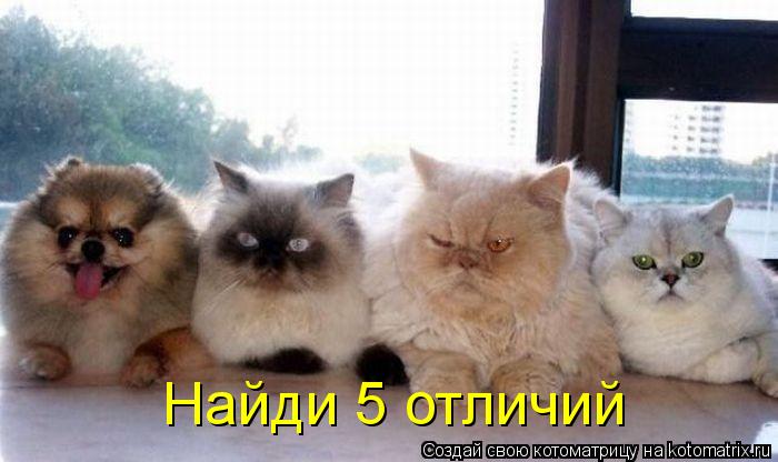 Найди 5 отличий... Котоматрица: Найди 5 отличий
