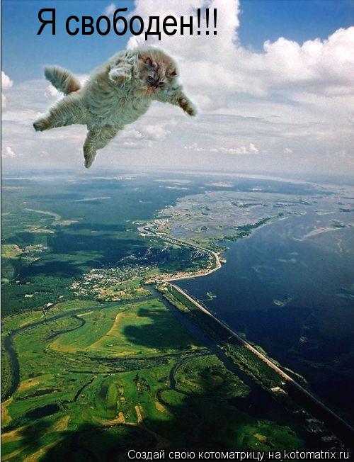 Я свободен!!!... Котоматрица: Я свободен!!!
