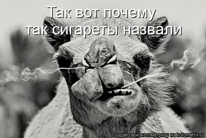 Так вот почему так сигареты назвали... Котоматрица: Так вот почему так сигареты назвали