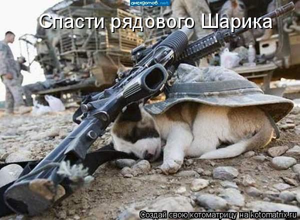 Спасти рядового Шарика... Котоматрица: Спасти рядового Шарика