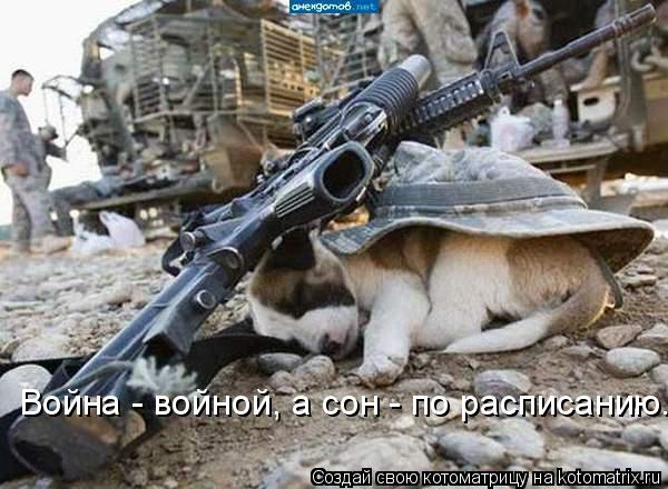 Война - войной, а сон - по расписанию...... Котоматрица: Война - войной, а сон - по расписанию...