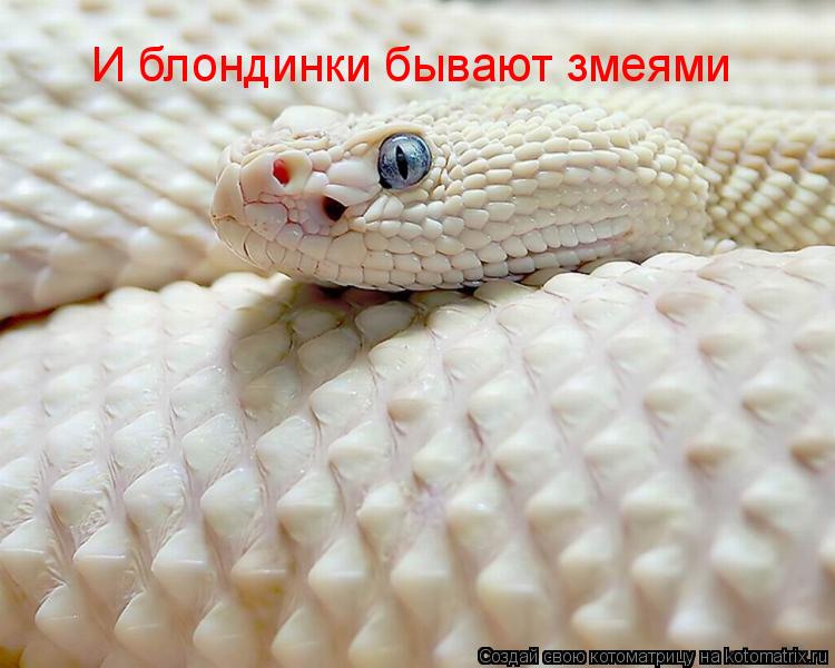 И блондинки бывают змеями... Котоматрица: И блондинки бывают змеями