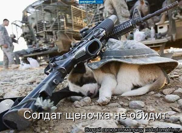 Солдат щеночка не обидит... Котоматрица: Солдат щеночка не обидит