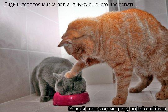 Видиш вот твоя миска вот, а в чужую нечего нос совать!!!... Котоматрица: Видиш вот твоя миска вот, а в чужую нечего нос совать!!!