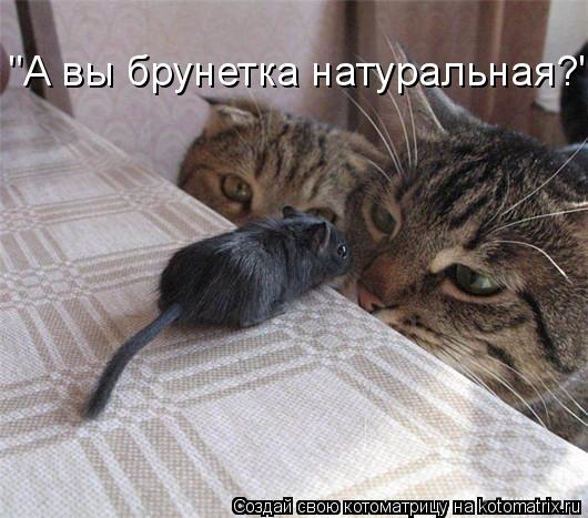 "А вы брунетка натуральная?"... Котоматрица: "А вы брунетка натуральная?"