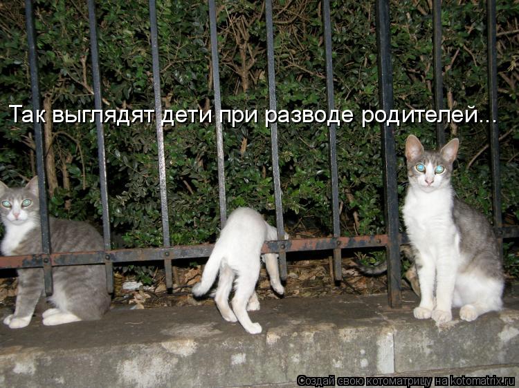 Так выглядят дети при разводе родителей...... Котоматрица: Так выглядят дети при разводе родителей...