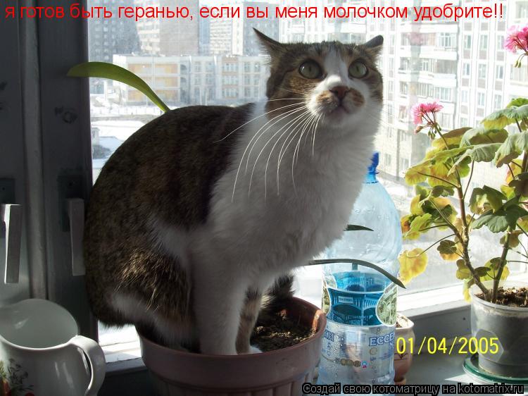 я готов быть геранью, если вы меня молочком удобрите!!... Котоматрица: я готов быть геранью, если вы меня молочком удобрите!!
