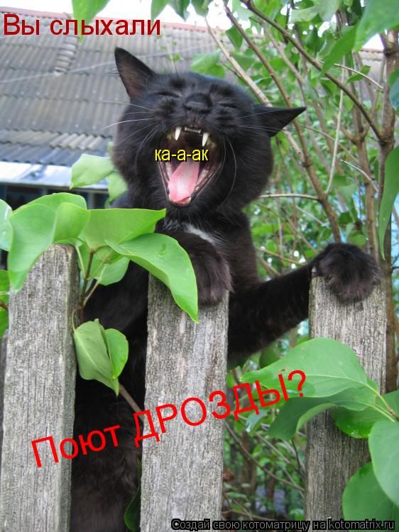 Вы слыхали ка-а-ак Поют ДРОЗДЫ?... Котоматрица: Вы слыхали ка-а-ак Поют ДРОЗДЫ?