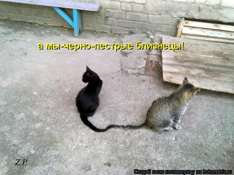 а мы-черно-пестрые близнецы!... Котоматрица: а мы-черно-пестрые близнецы!