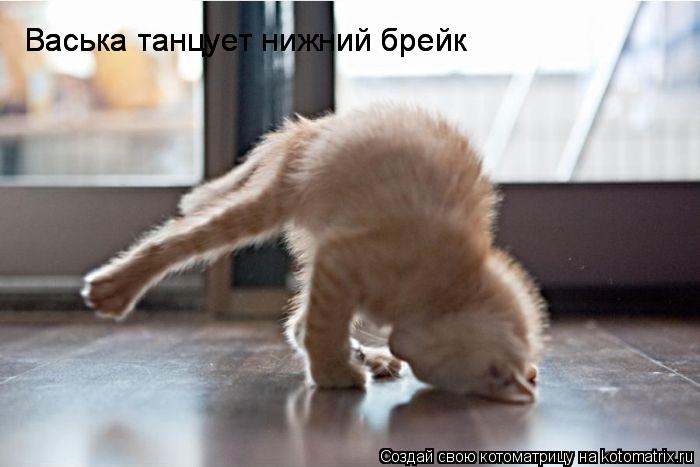 Васька танцует нижний брейк Васька танцует нижний брейк... Котоматрица: Васька танцует нижний брейк Васька танцует нижний брейк