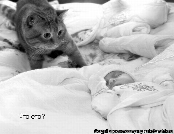 что ето?... Котоматрица: что ето?