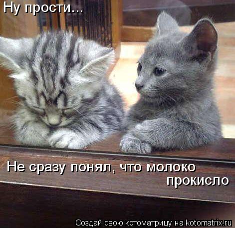 Ну прости... Не сразу понял, что молоко прокисло... Котоматрица: Ну прости... Не сразу понял, что молоко прокисло