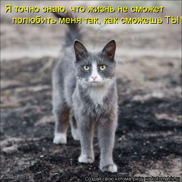 Я точно знаю, что жизнь не сможет полюбить меня так, как сможешь ТЫ!... Котоматрица: Я точно знаю, что жизнь не сможет полюбить меня так, как сможешь ТЫ!