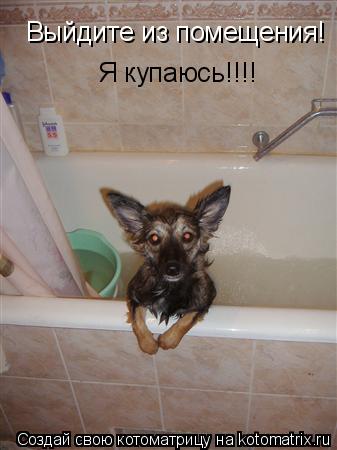 Выйдите из помещения! Выйдите из помещения! Я купаюсь!!!!... Котоматрица: Выйдите из помещения! Выйдите из помещения! Я купаюсь!!!!