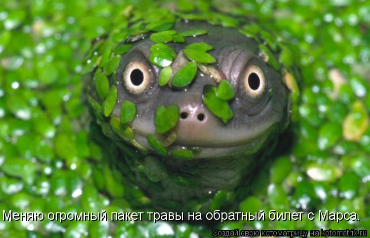 Меняю огромный пакет травы на обратный билет с Марса.... Котоматрица: Меняю огромный пакет травы на обратный билет с Марса.