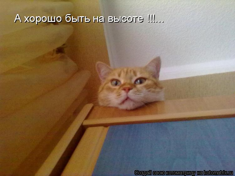 А хорошо быть на высоте !!!...... Котоматрица: А хорошо быть на высоте !!!...
