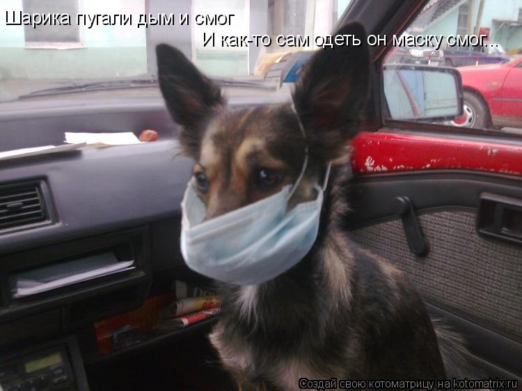 Шарика пугали дым и смог И как-то сам одеть он маску смог...... Котоматрица: Шарика пугали дым и смог И как-то сам одеть он маску смог...