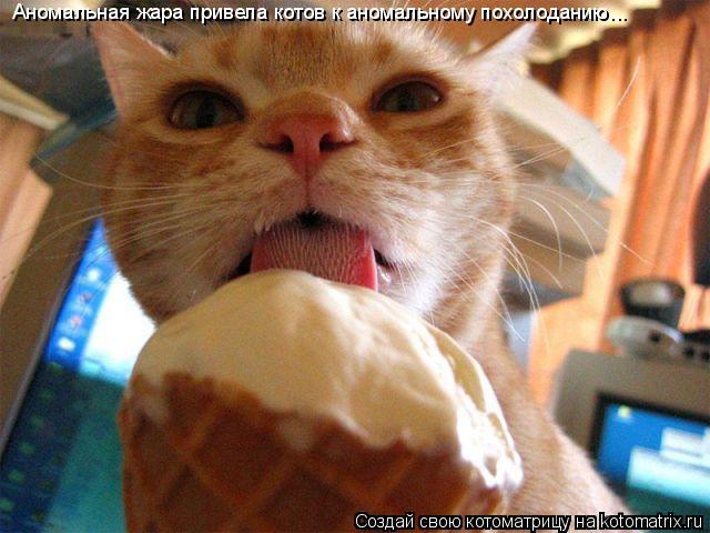 Аномальная жара привела котов к аномальному похолоданию...... Котоматрица: Аномальная жара привела котов к аномальному похолоданию...