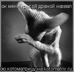 он меня крысой драной назвал... Котоматрица: он меня крысой драной назвал
