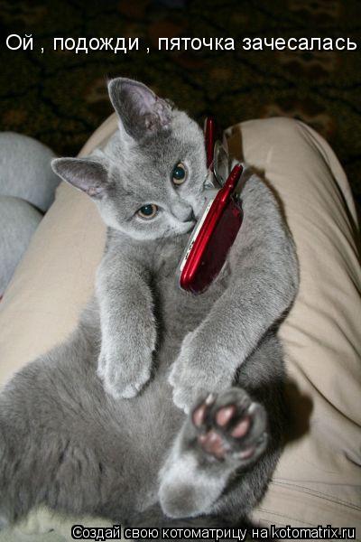 Ой , подожди , пяточка зачесалась ...... Котоматрица: Ой , подожди , пяточка зачесалась ...