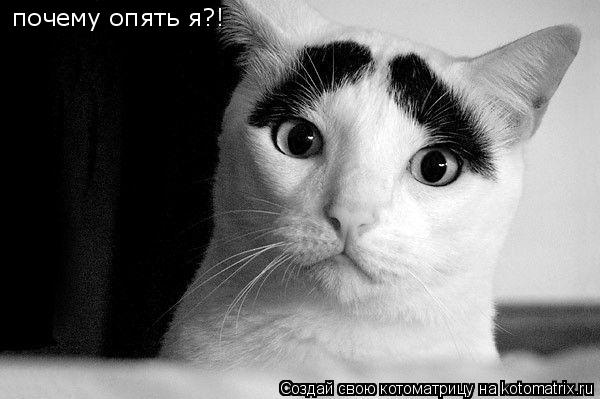 почему опять я?!... Котоматрица: почему опять я?!