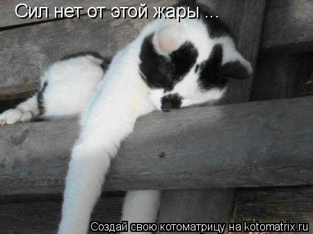 Сил нет от этой жары ...... Котоматрица: Сил нет от этой жары ...