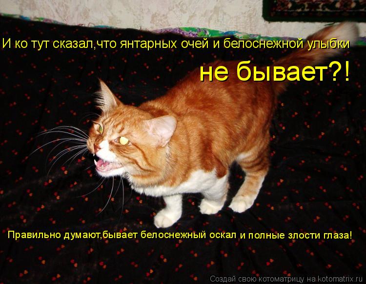 И ко тут сказал,что янтарных очей и белоснежной улыбки не бывает?! Правильно думают,бывает белоснежны... Котоматрица: И ко тут сказал,что янтарных очей и белоснежной улыбки не бывает?! Правильно думают,бывает белоснежный оскал и полные злости глаза!