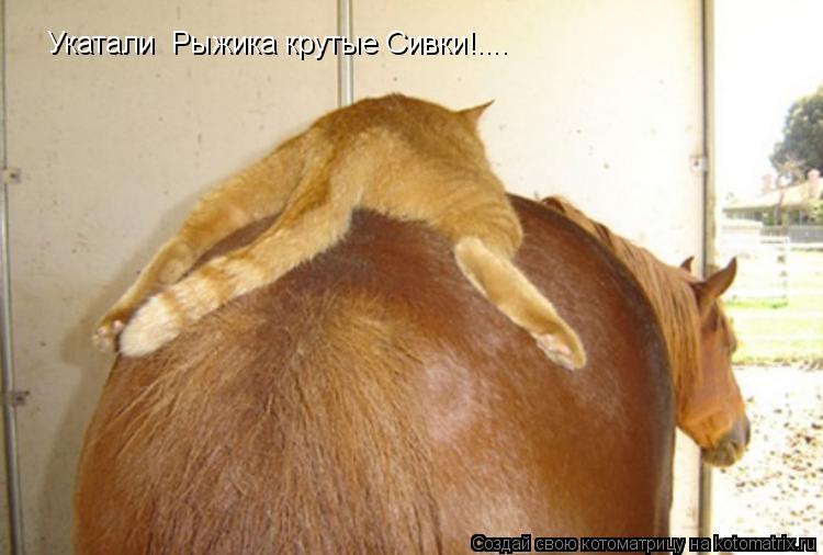 Укатали Рыжика крутые Сивки!....... Котоматрица: Укатали Рыжика крутые Сивки!....