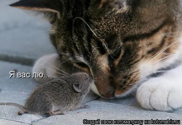 Я вас лю...... Котоматрица: Я вас лю...